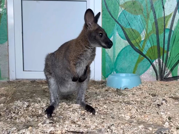     Кадр из видео, предоставленного пресс-службой Челябинского зоопарка
