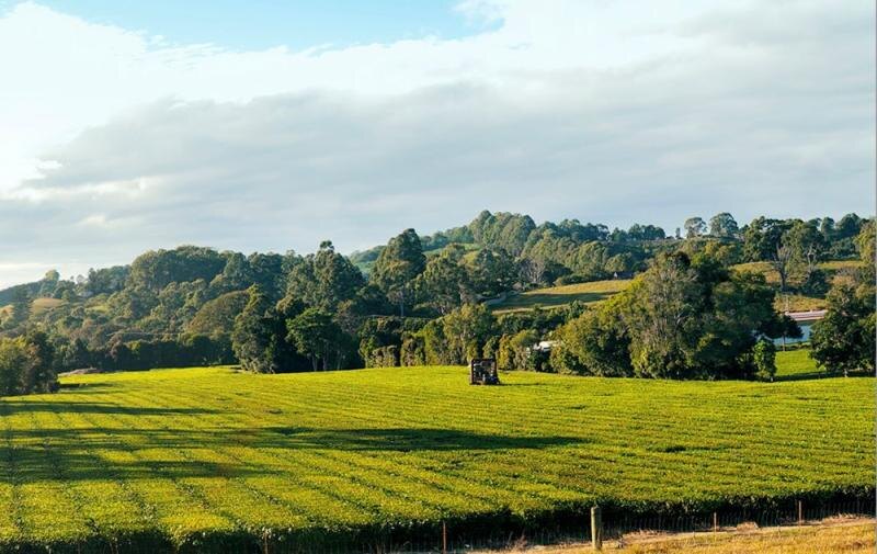 Madura Tea Estate. www.worldteanews.com