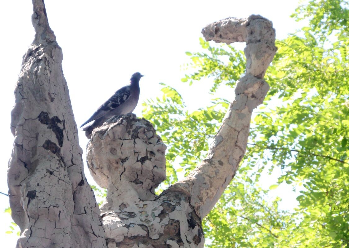    Фото Е. Зимней из архива КаспийИнфо. Так памятник выглядел нынешним летом.