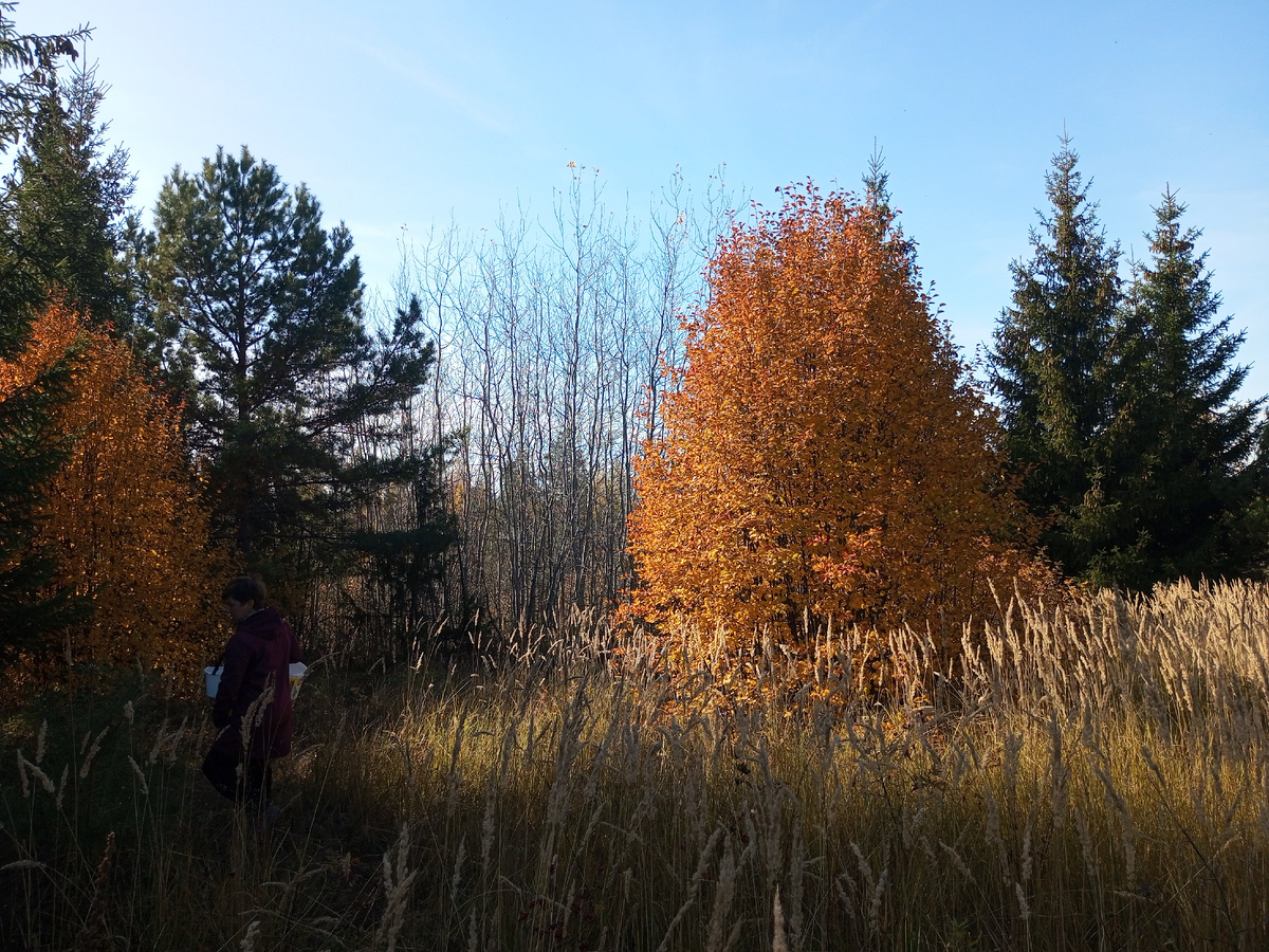 Осень. Фото автора.
