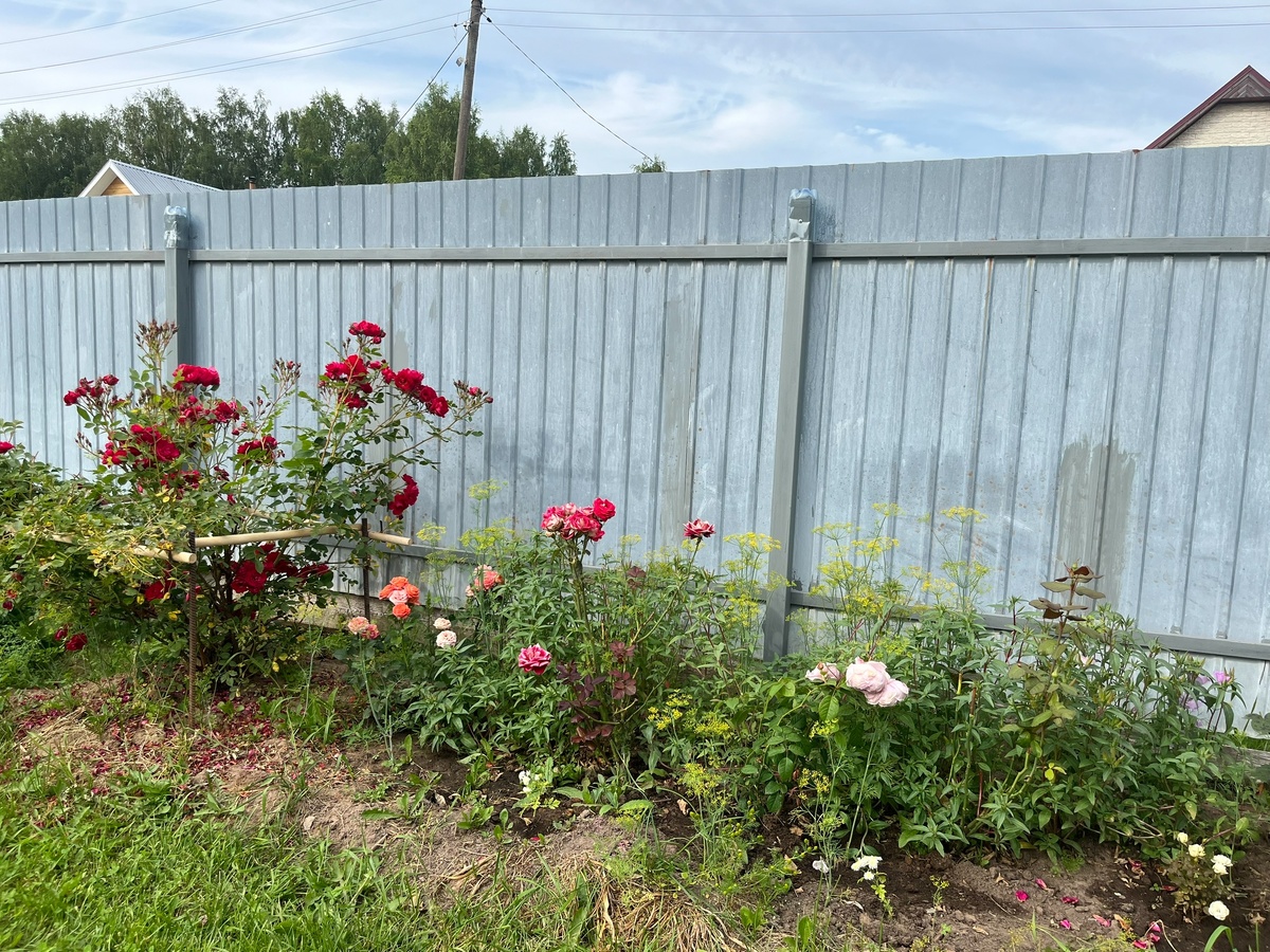    Сею 12 морозостойких однолетников до 15 октября - весной всходят сами, о рассаде забыла