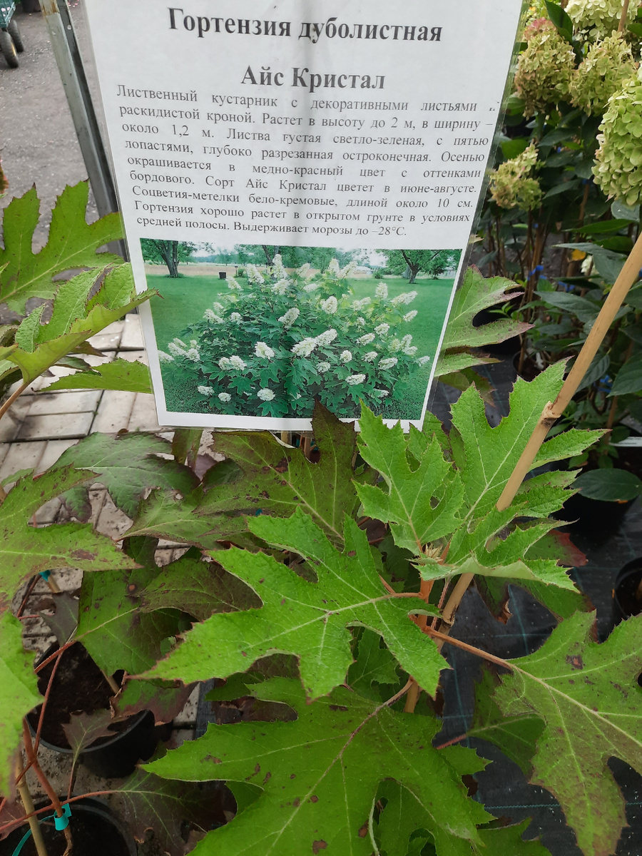 Все фотографии в статье мои