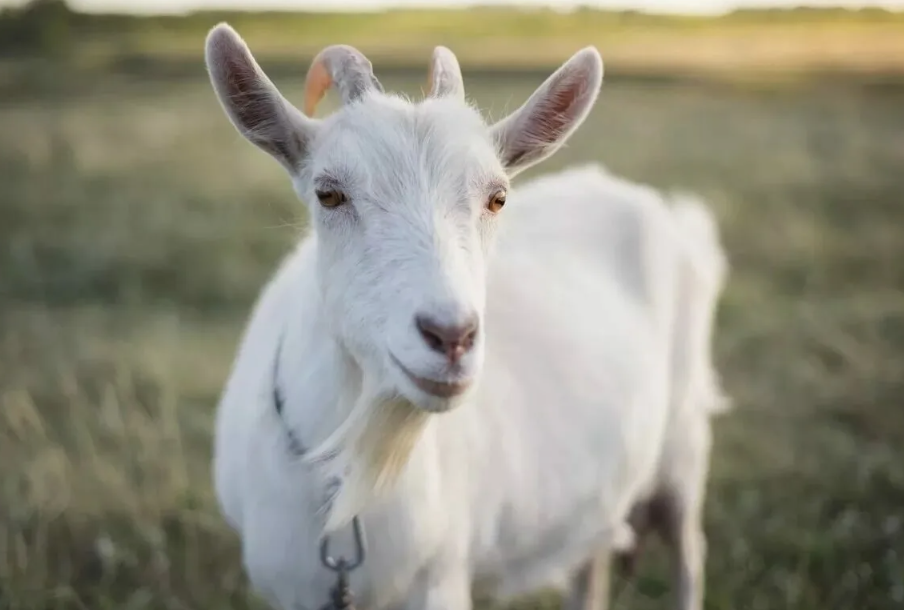 Козы различают людей по лицам. Они запоминают выражения лиц и способны распознать человека по фотографии — и даже предпочитают улыбчивые лица сердитым.