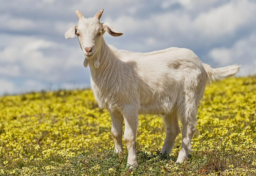 У каждой козы — свой “язык”. Их меканье индивидуально, как человеческий голос: по звуку мать узнаёт детёныша даже в огромном стаде.