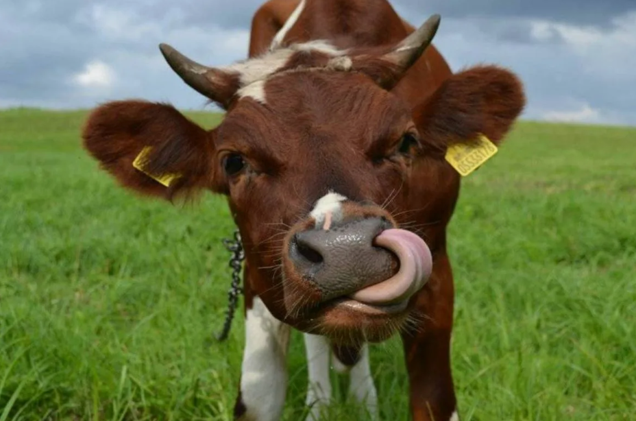 Коровы видят почти на 330° вокруг себя. Их глаза расположены по бокам головы, поэтому они замечают хищника, не поворачивая шеи — но плохо видят прямо перед собой.