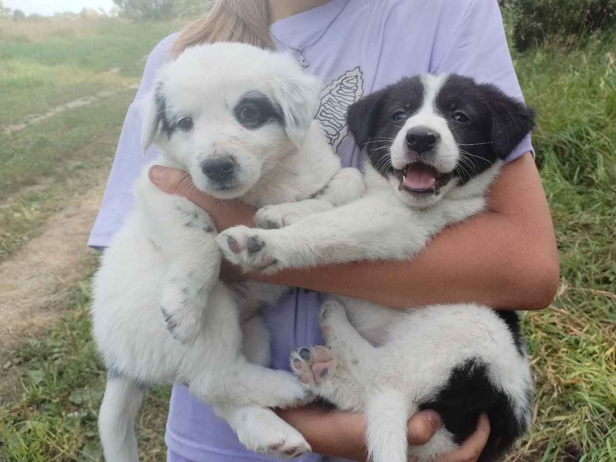 Щенки наших бродяжек