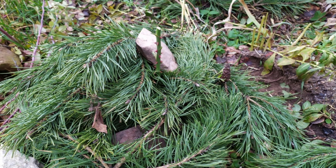 Как укрыть розы на зиму, чтобы ни одна роза не вымерзла и не погибла