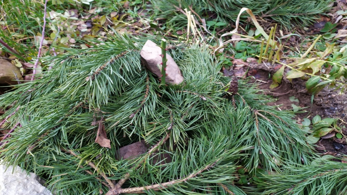 Как укрыть розы на зиму, чтобы ни одна роза не вымерзла и не погибла