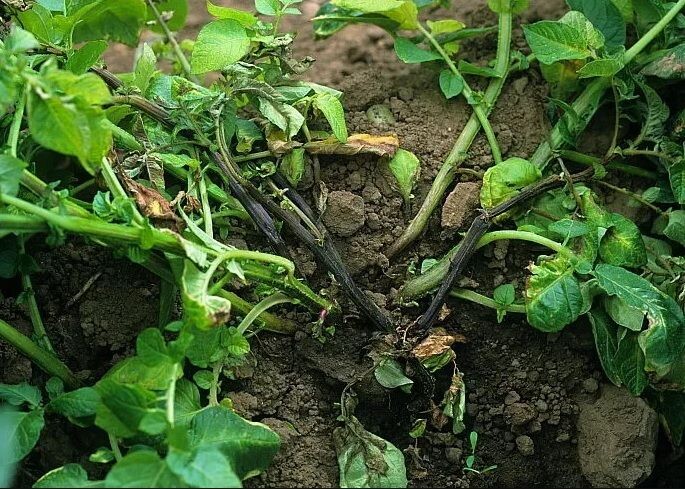 По некоторым признекам болезни растений можно понять, какая бактериальная инфекция его поразила