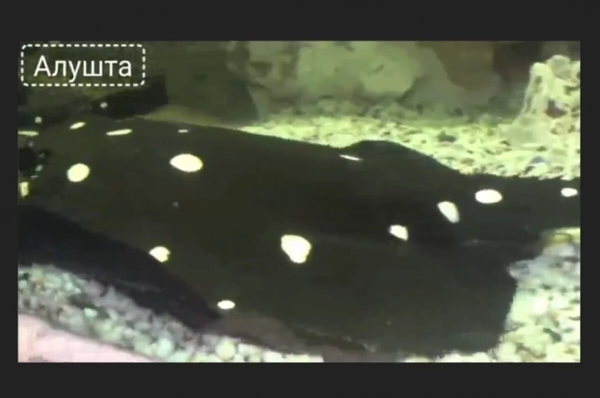    В Алуштинском аквариуме родились уникальные скаты из Амазонки