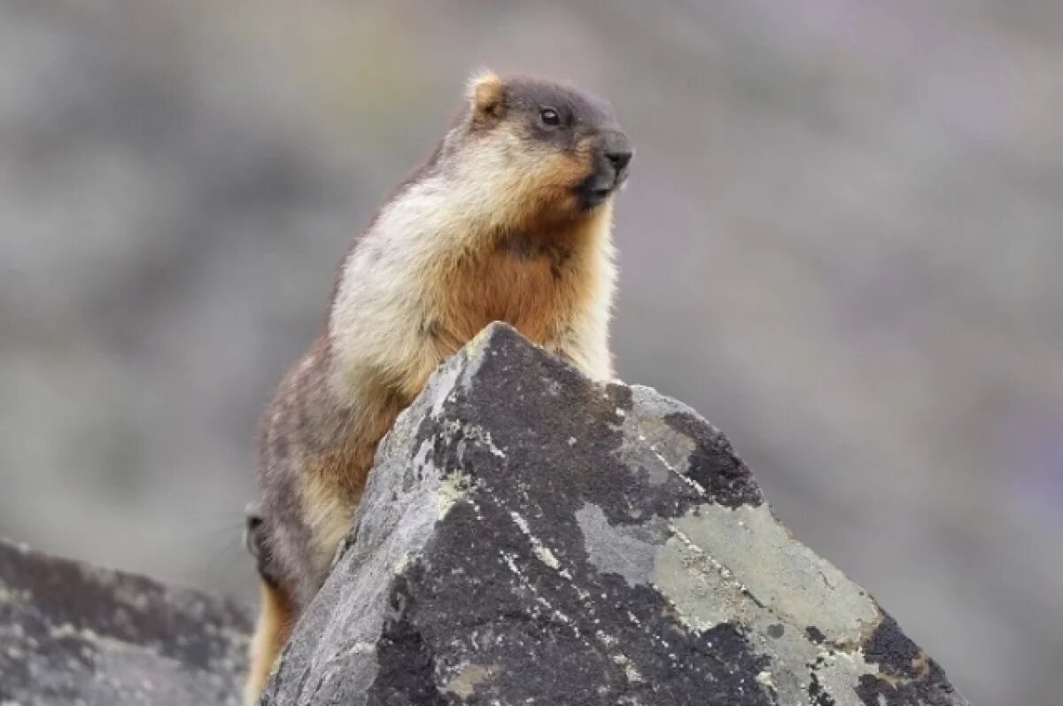   В Бурятии из-за вспышки бубонной чумы запретили есть сурков