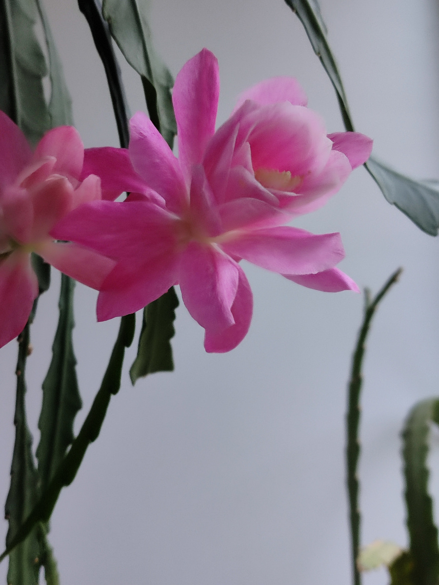 Цветут мои очередные кактусы. 