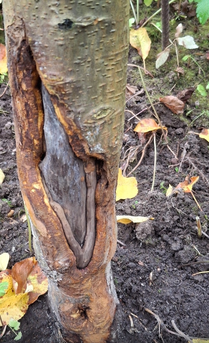 Начало рака. 