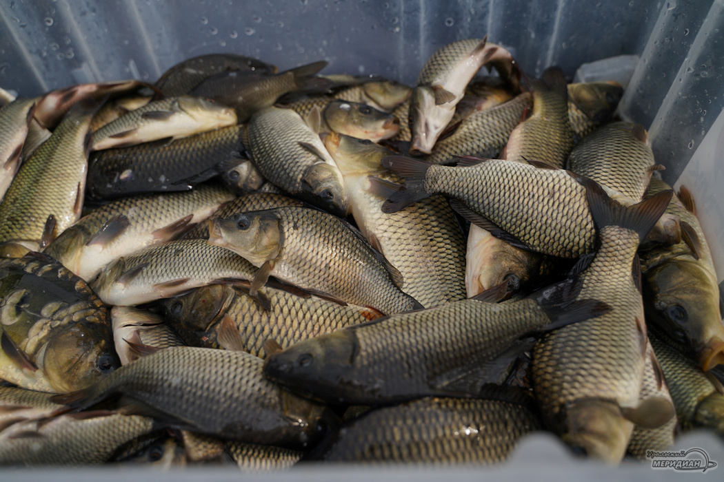    Фото: Лидия Аникина © ИА "Уральский меридиан"