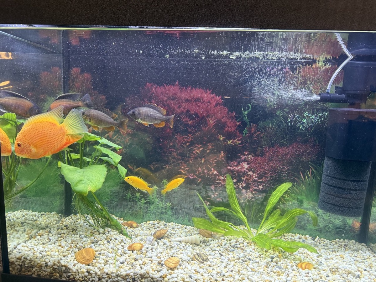 Вот такого размера был цветок при покупке