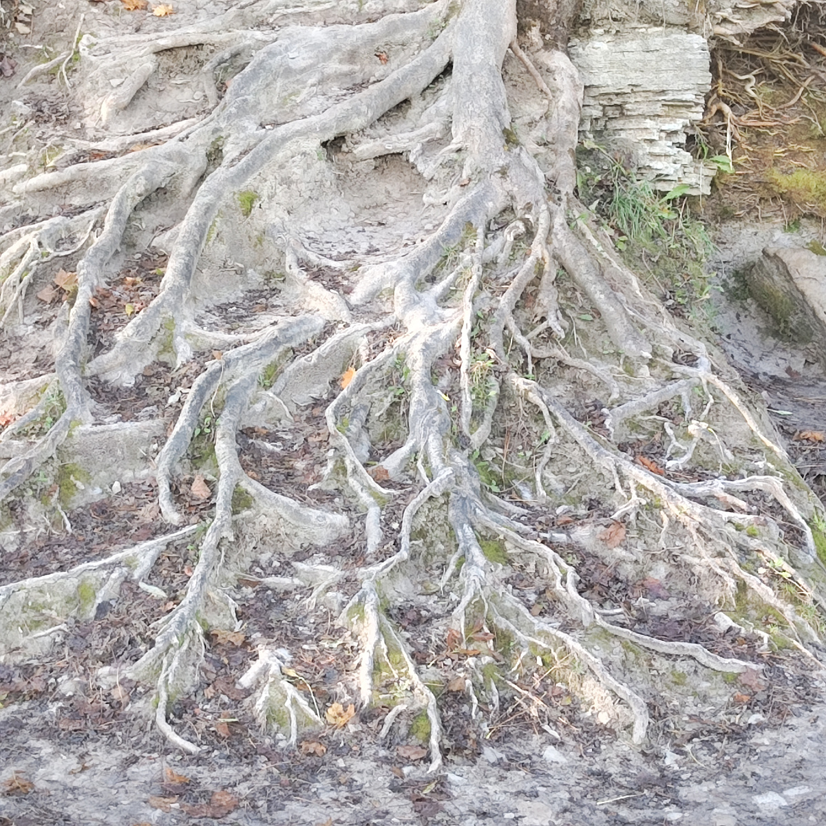 Дерево - как река жизни, практически