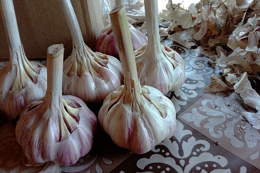 Чеснок озимый сорт Любаша.