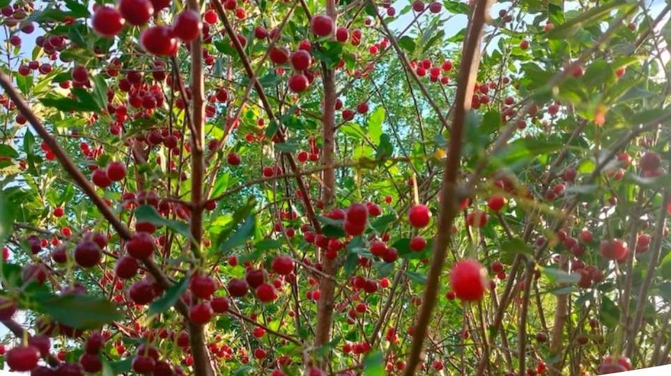 Подкормка вишни осенью: лучшие удобрения, сроки и правила внесения