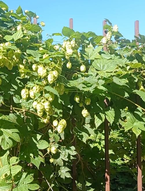 Так выглядит хмель