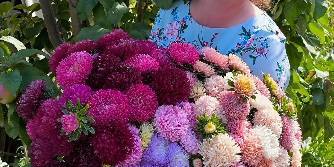 Крутецкие астры по бюджетной цене!