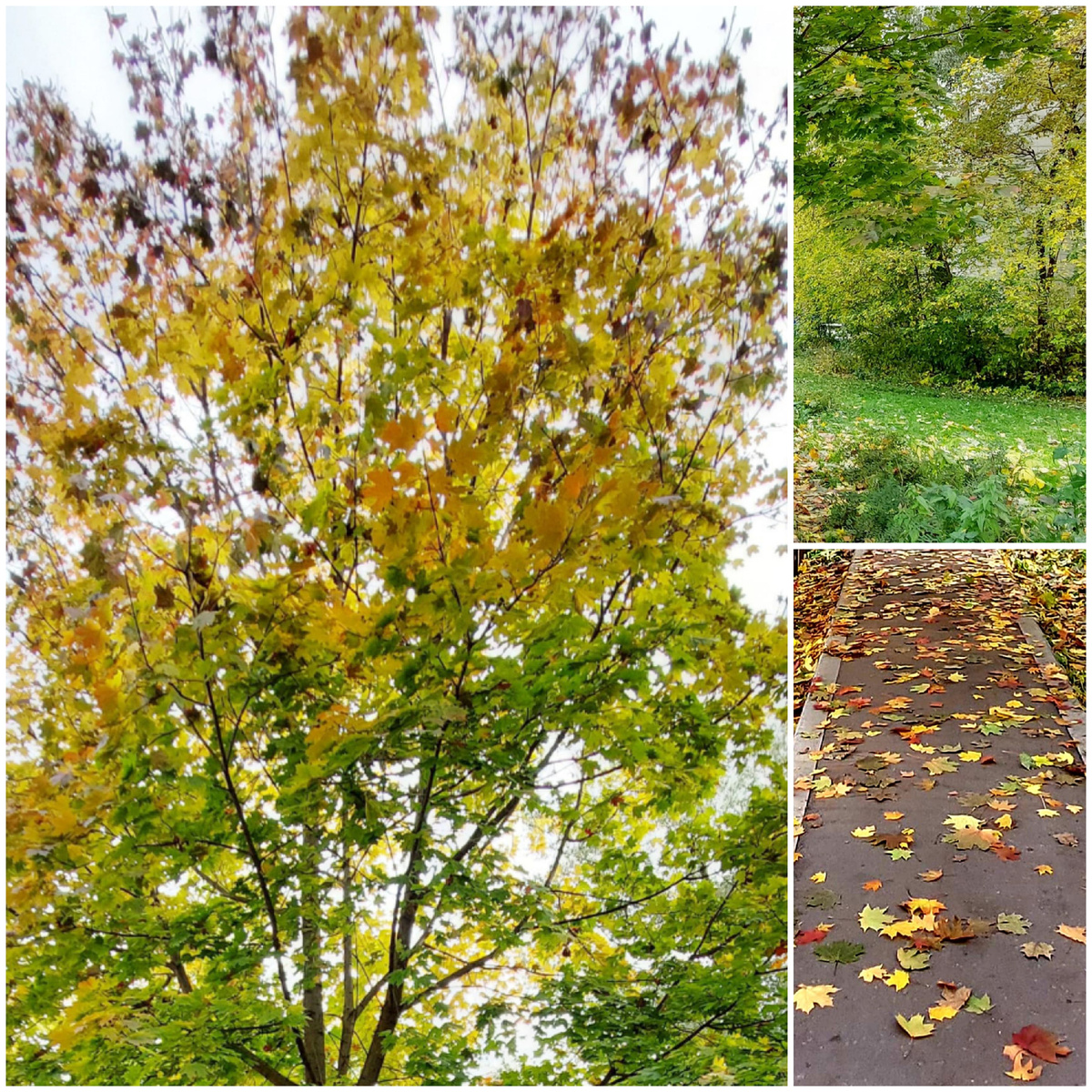 Коллаж автора 11.10.2025г.