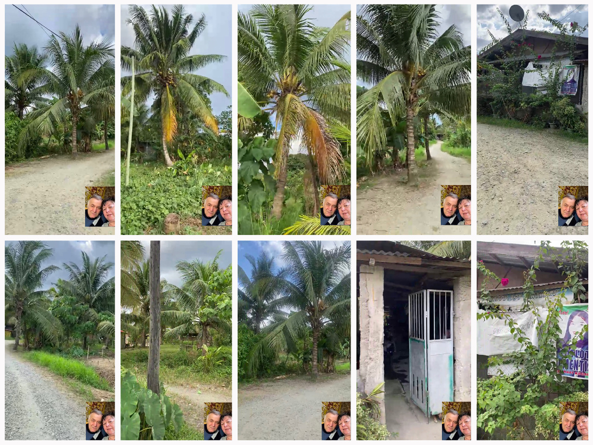 Фото пальм и дома сестры Лили.