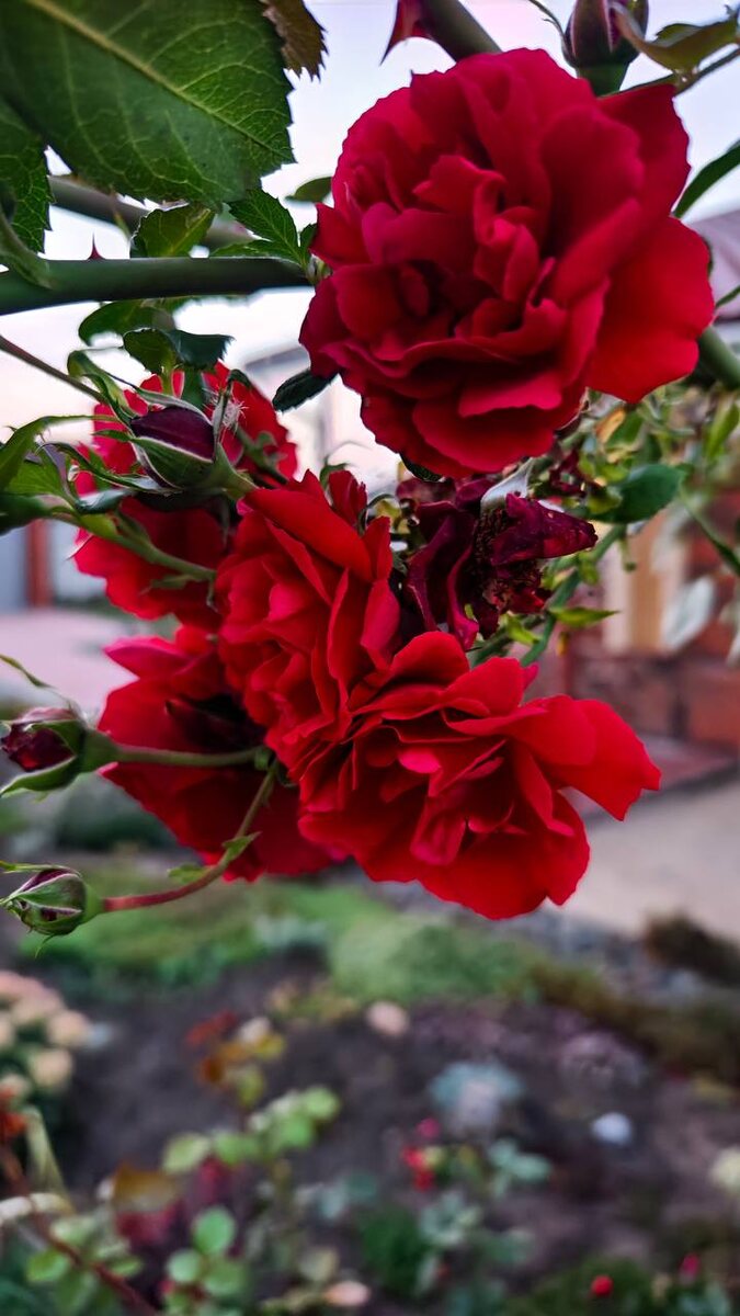 Последние яркие краски осени. 🍁 Белгород