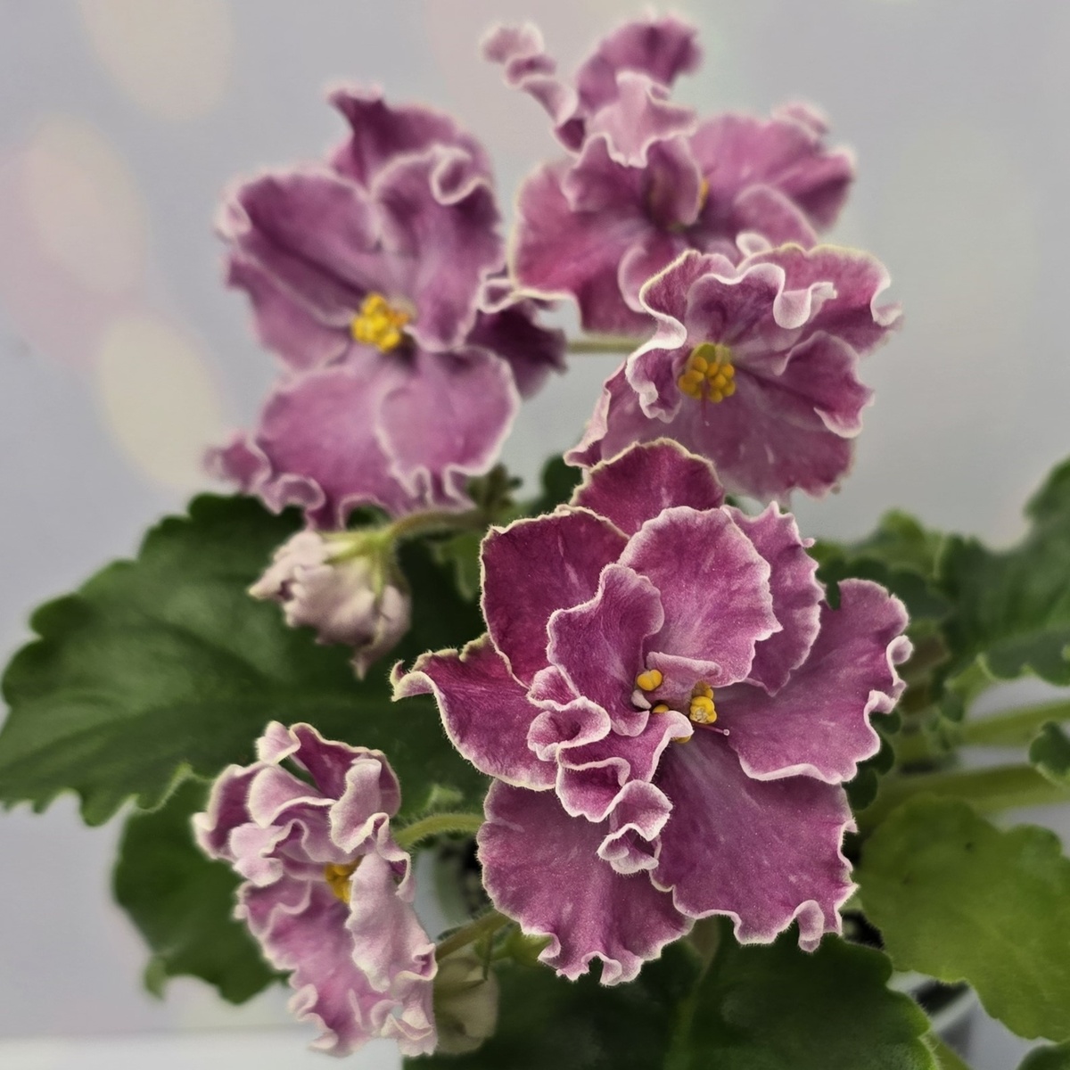 НД-Остров Рейнеке. Первое цветение молодой розетки