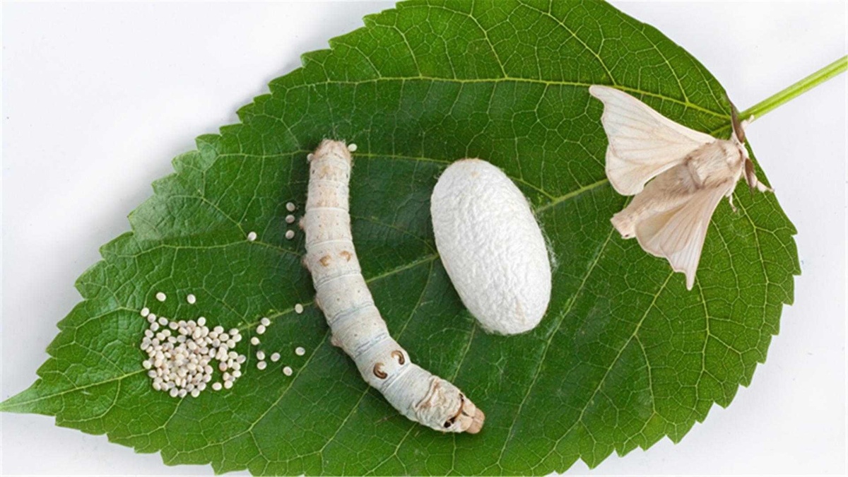 Фото с сайта: https://fotoblur.ru/razvedenie/tutovogo/shelkopryada/