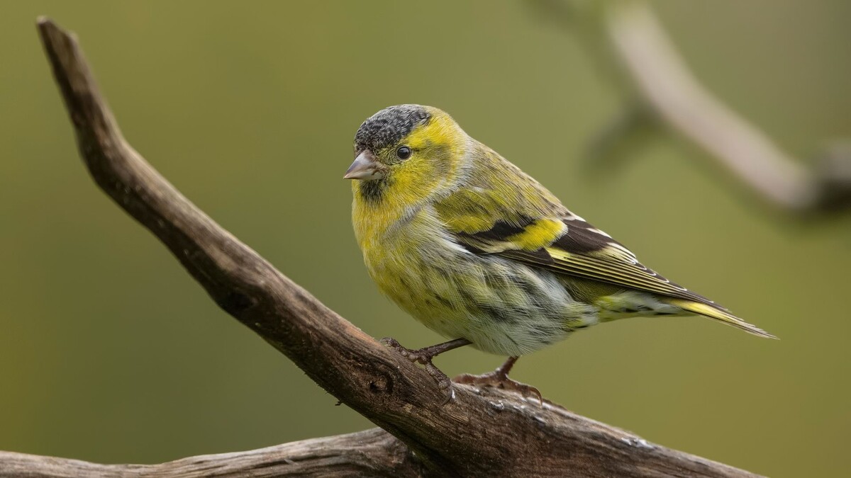 Фото с сайта: http://www.dantis.net/x3/galleries/birds/Carduelis_spinus/