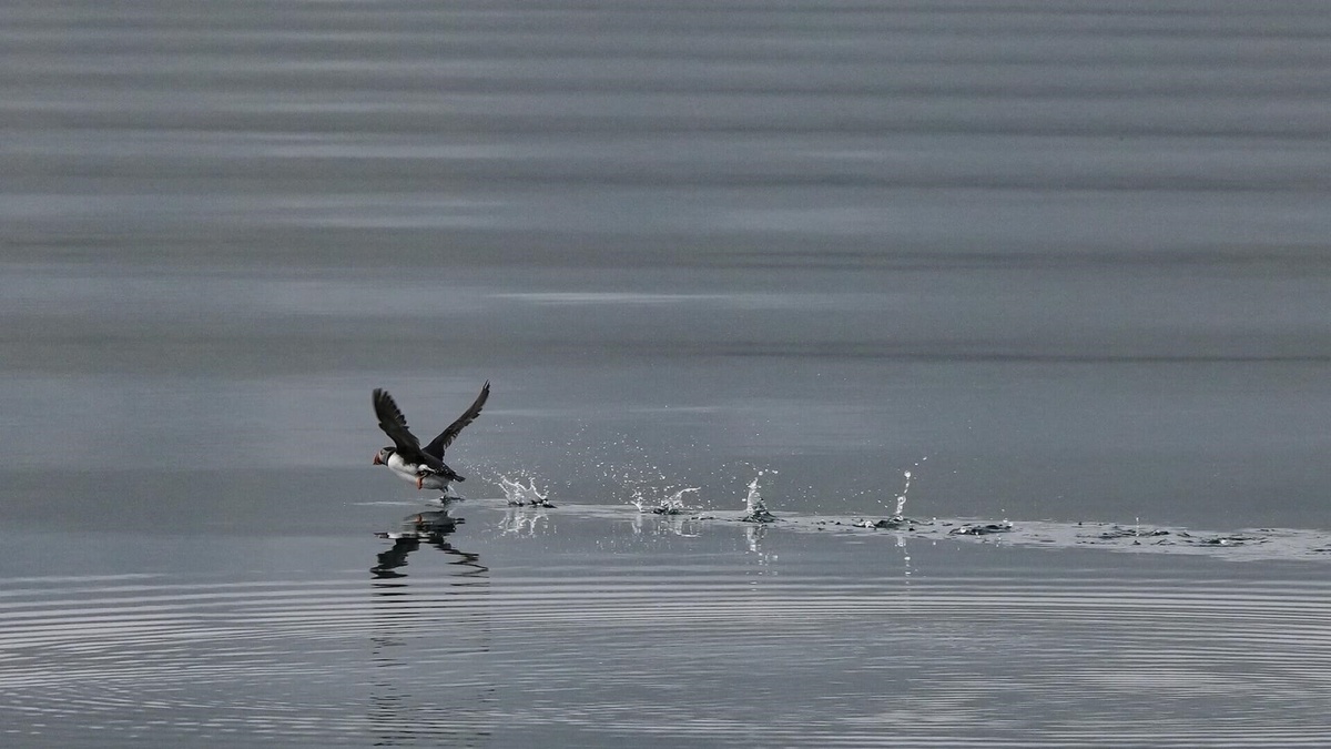 Фото с сайта: https://www.abounderrattelser.fi/katarina-pada/?pagenr=7