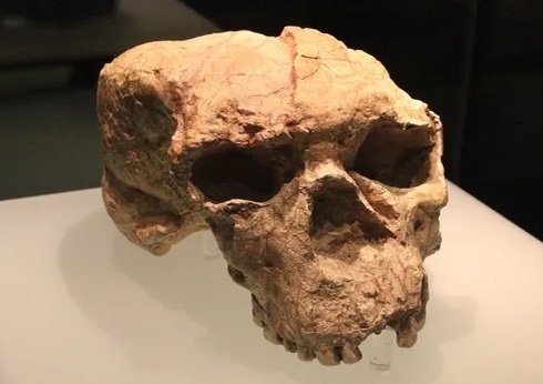 Череп жившего около 1 миллиона лет назад. (Фото: sun9-33.userapi.com).
