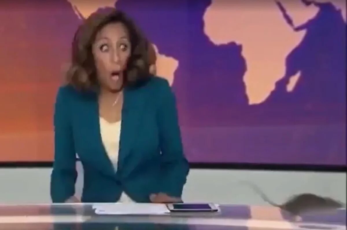    Крыса чуть не сорвала эфир на телеканале Al Jazeera