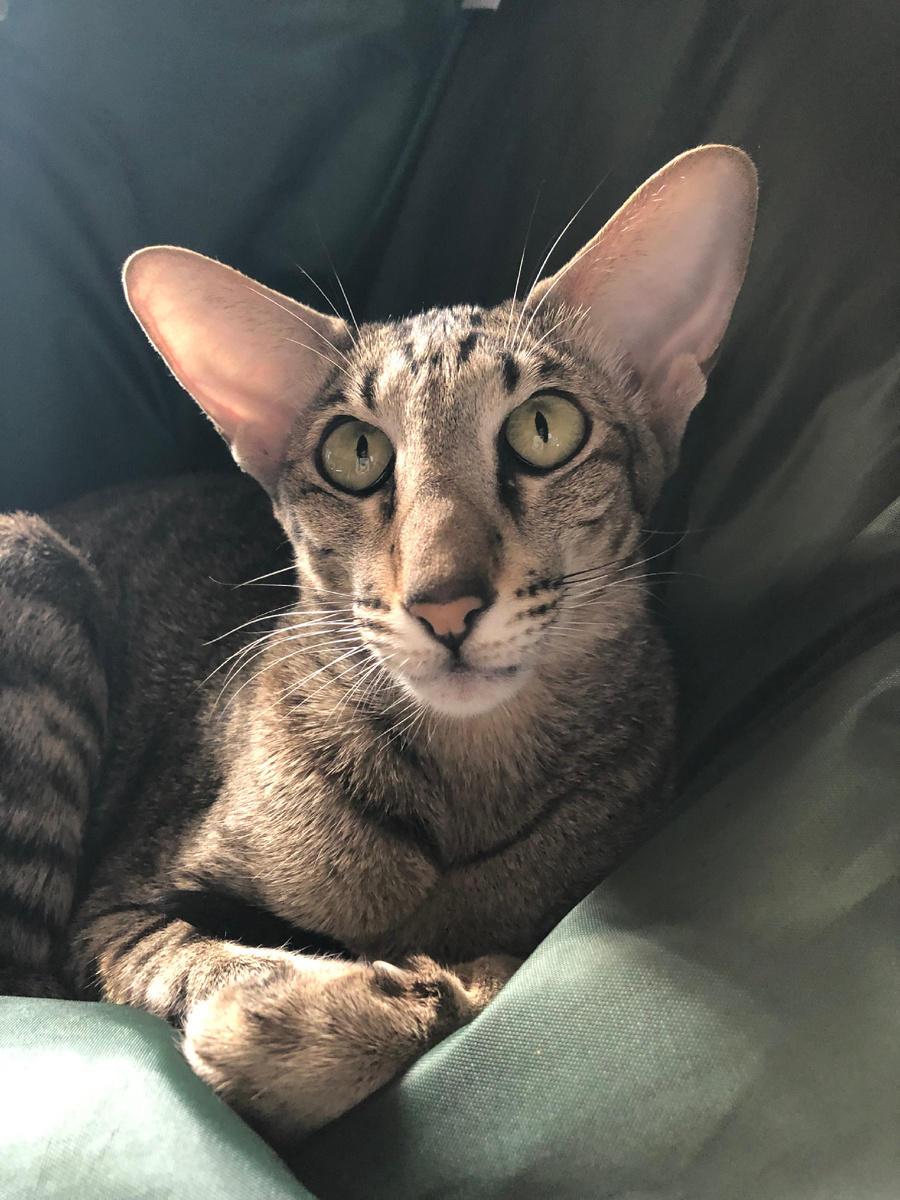 Ну как в эту морду не влюбится?! 