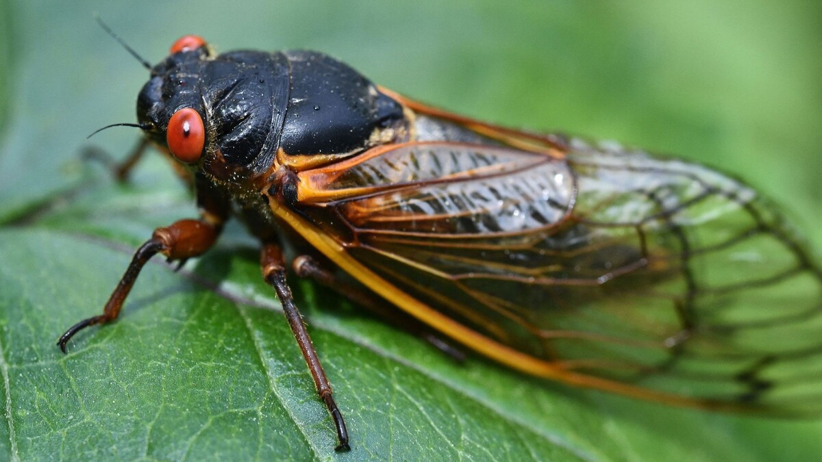 Фото с сайта: https://www.rtbf.be/article/une-espece-de-cigale-periodique-de-retour-aux-etats-unis-apres-17-ans-d-absence-11542889