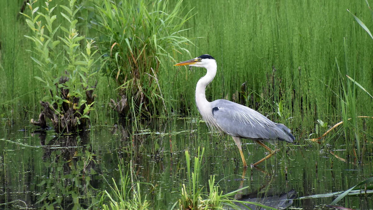 Фото с сайта: https://fotoload.ru/foto/1739803/1024x768/