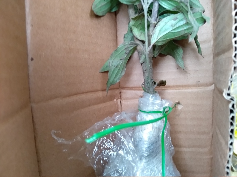 Показываю на фото крепление саженца к коробке. Спасибо фирме