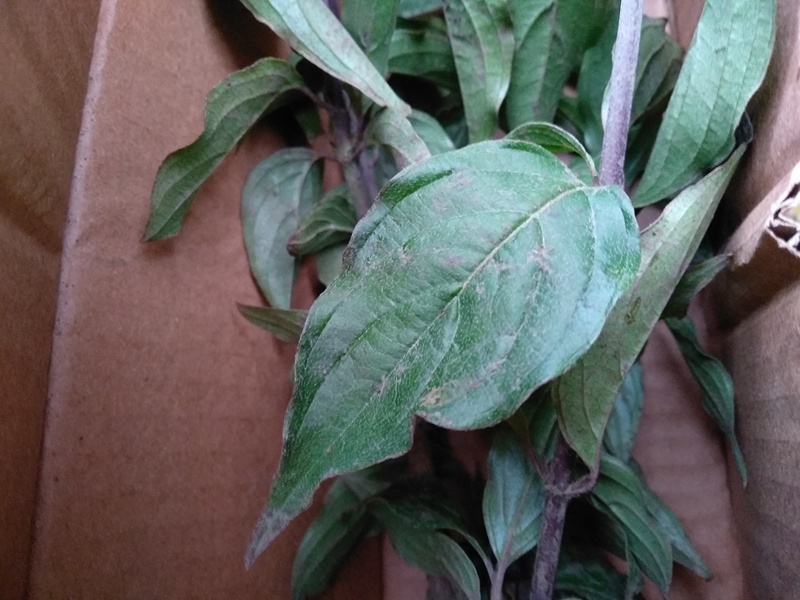 Листья тоже здоровые