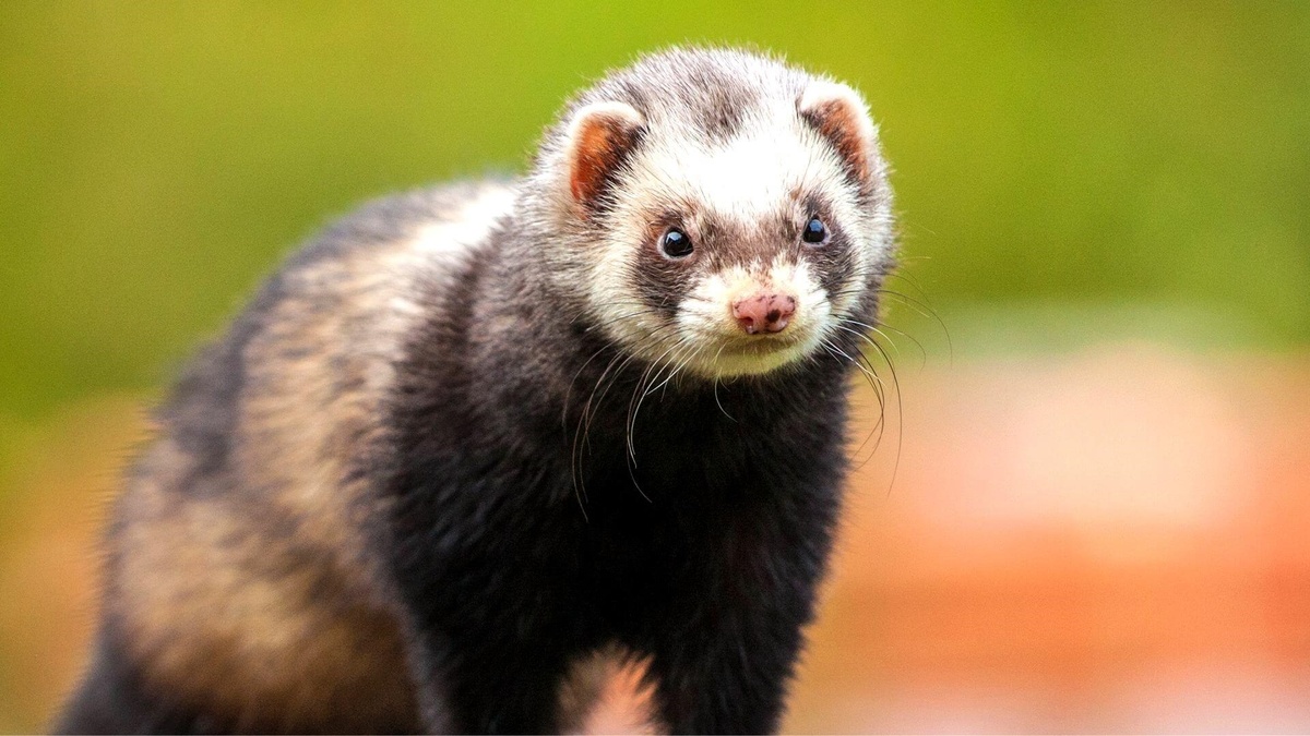 Фото с сайта: https://zoo43.ru/blog/sovety-pokupatelyam/khorek-eto-khishchnik-osnovy-pitaniya-khorka/