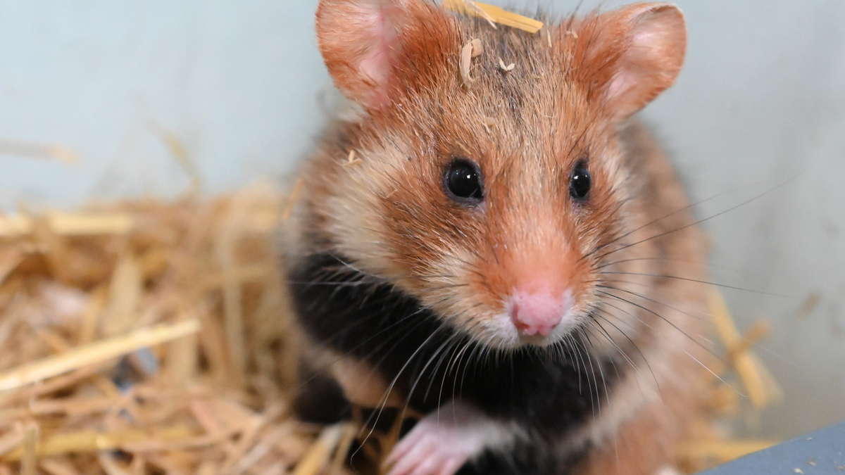 Фото с сайта: https://news.myseldon.com/ru/news/index/334523379