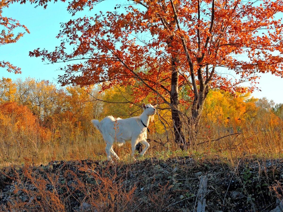 Фото автора. Из моего фото-архива