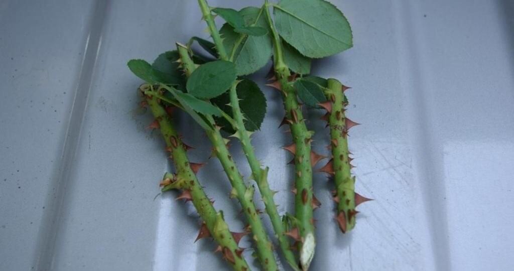 Осеннее черенкование гортензий и роз