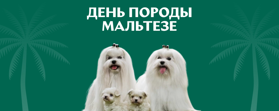 Конференция День породы Мальтезе