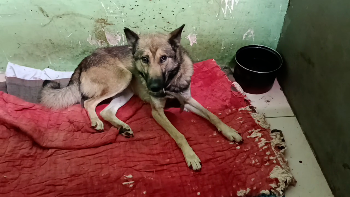 Имя не дали пока 