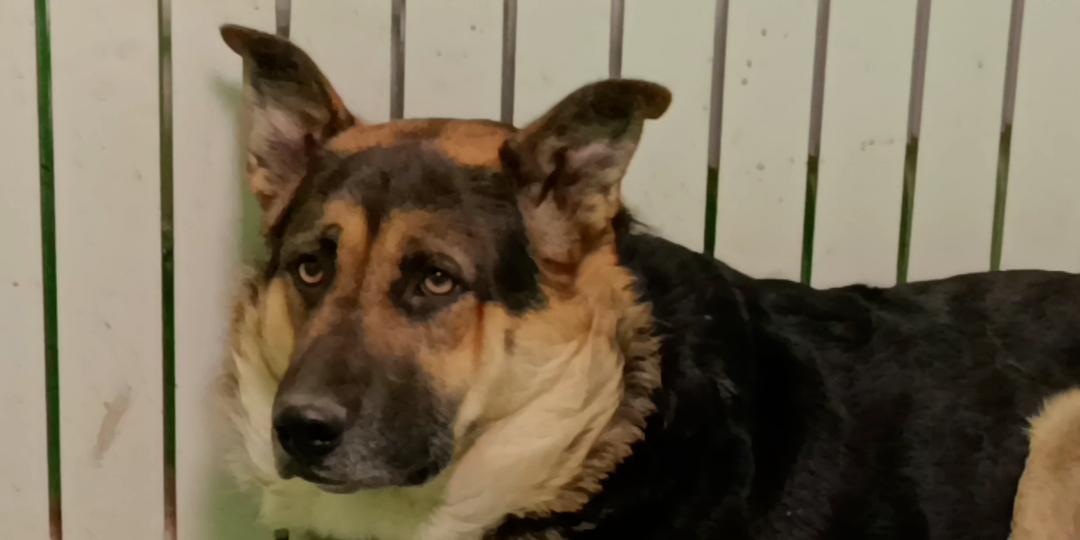 Клуб разбитых собачьих сердец работает без выходных и перерыва на обед