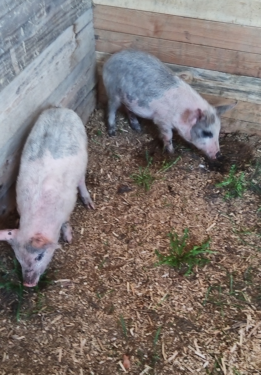 Наши хрюшки 🥰