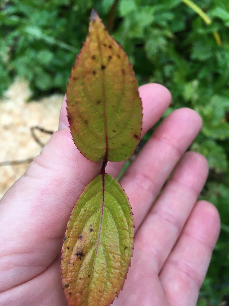 Лист метельчатой гортензии осенью