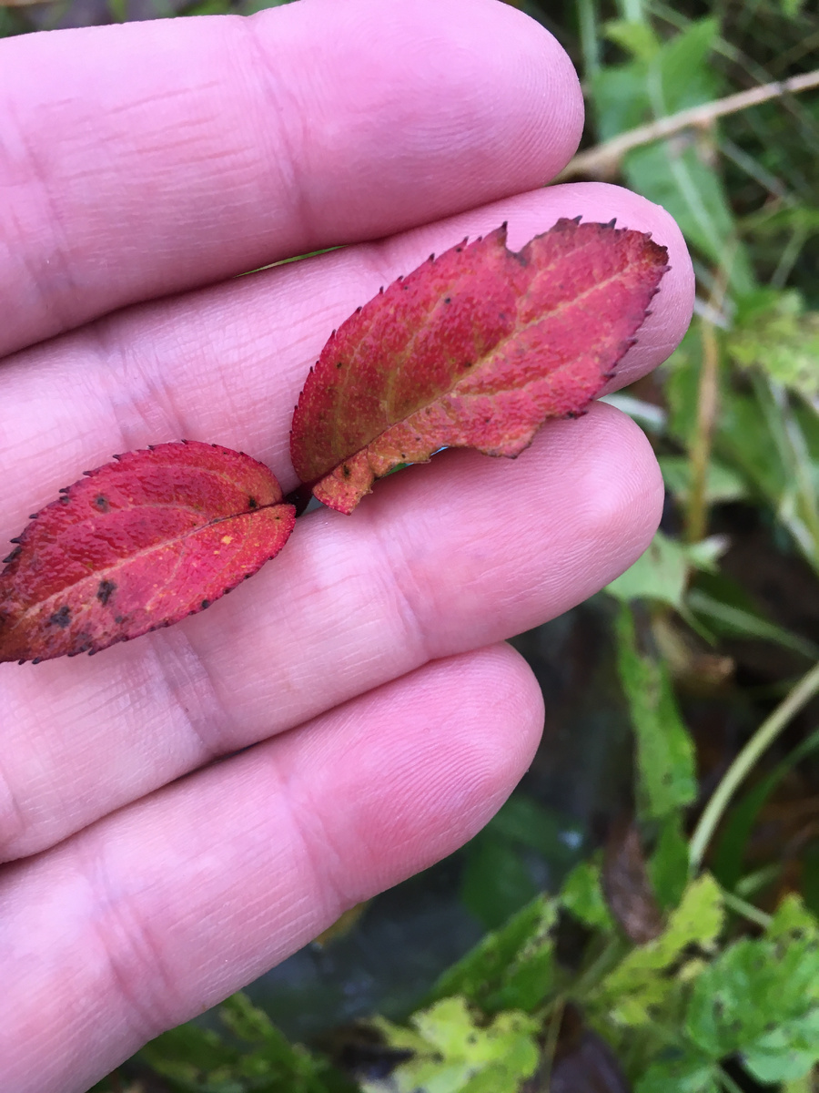 Лист метельчатой гортензии осенью
