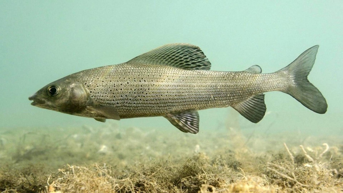 Фото с сайта: https://www.cdt.ch/lifestyle/animali/il-temolo-rischia-lestinzione-138972