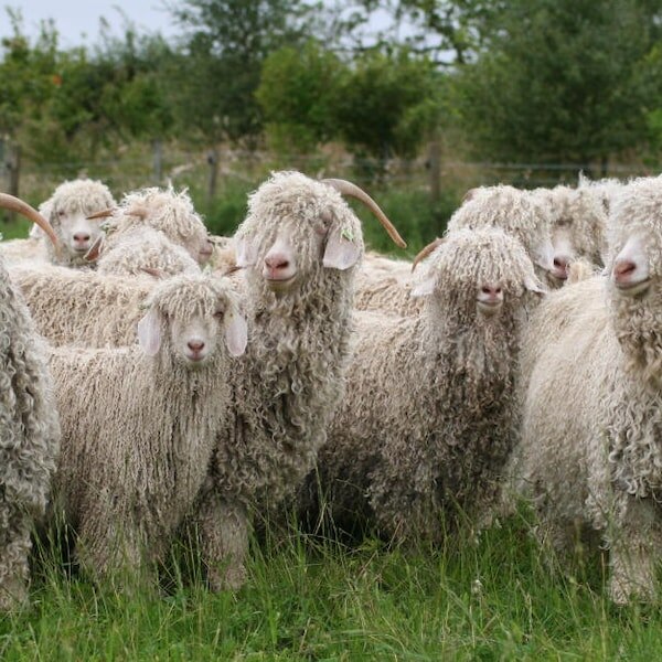 Ангорские козы.